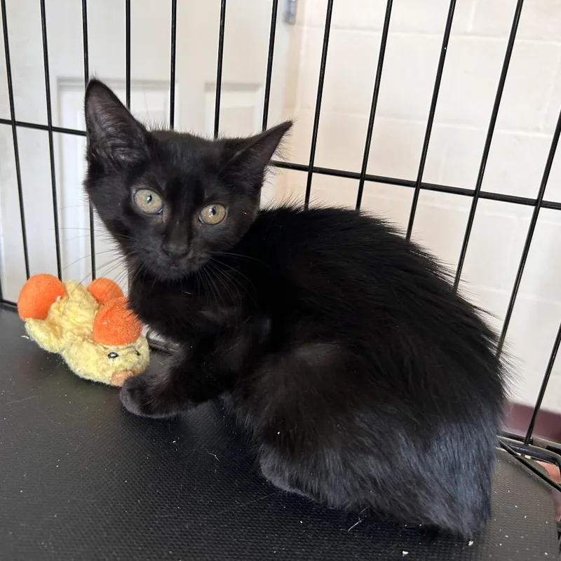 A baby small-sized female Black Domestic Short Hair cat named Flower for adoption in Waynesboro, PA