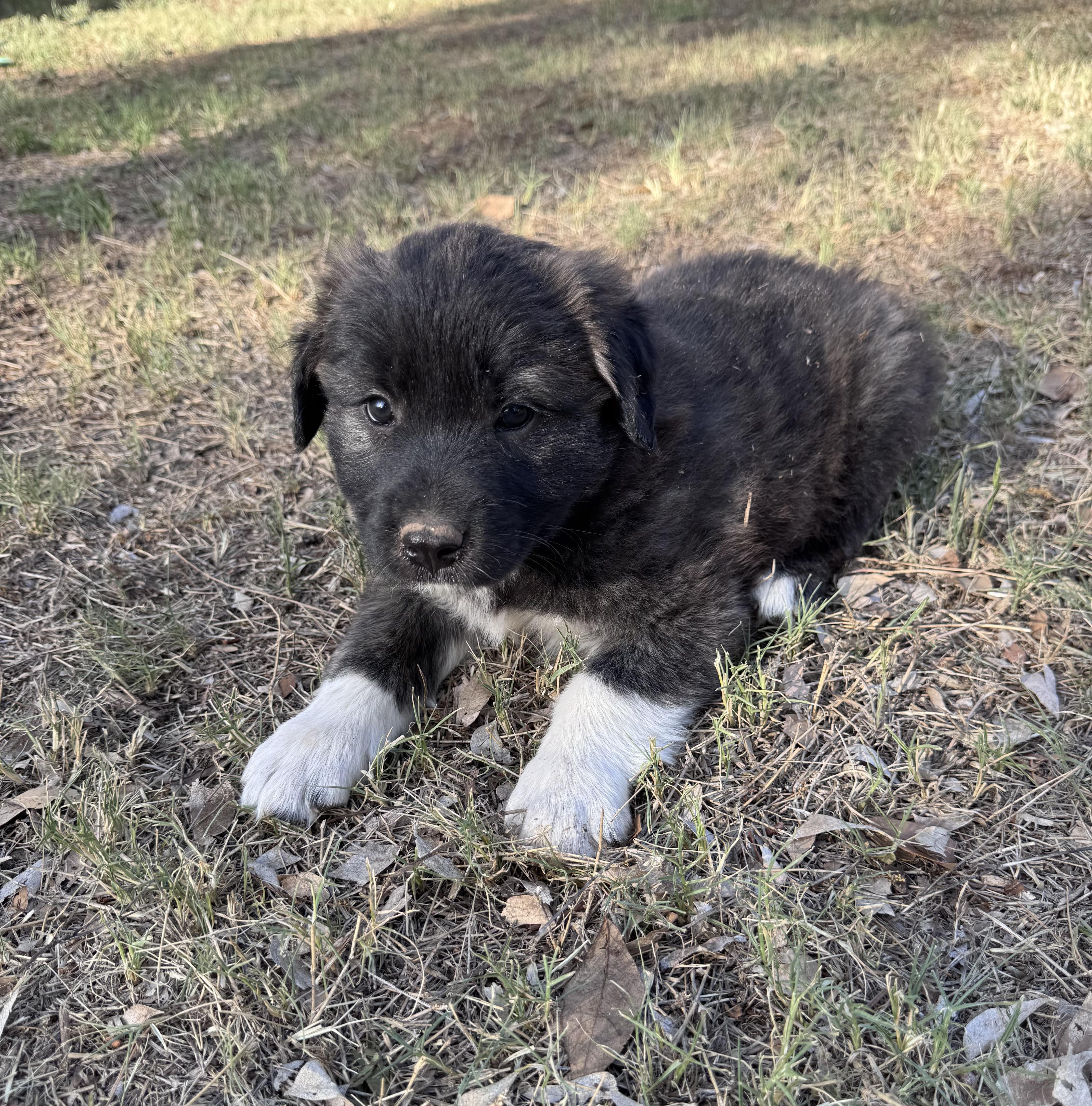 A baby large-sized male Tricolor (Brown, Black, & White) Great Pyrenees dog named Rochy for adoption in Rochester, TX