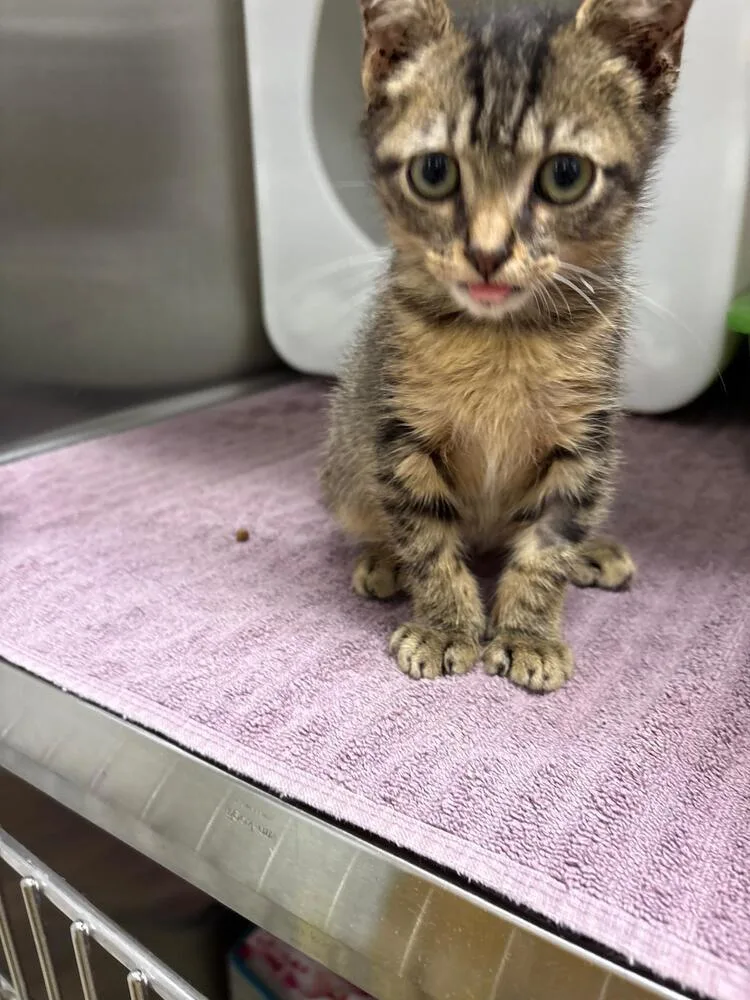 A baby small-sized male Tabby (Brown / Chocolate) Domestic Short Hair cat named Victor for adoption in Orlando, FL