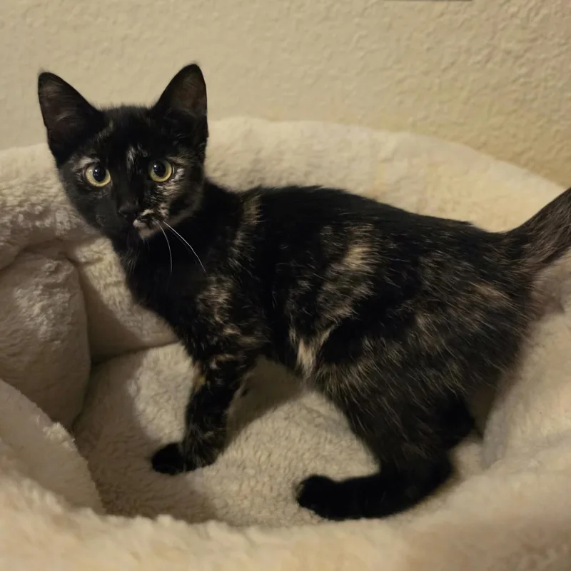A baby small-sized female Tortoiseshell cat named Zelina for adoption in Bentonville, AR