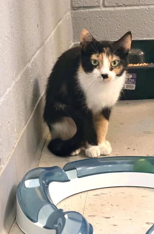An adult medium-sized female Calico cat named Mother Hen for adoption in Pegram, TN