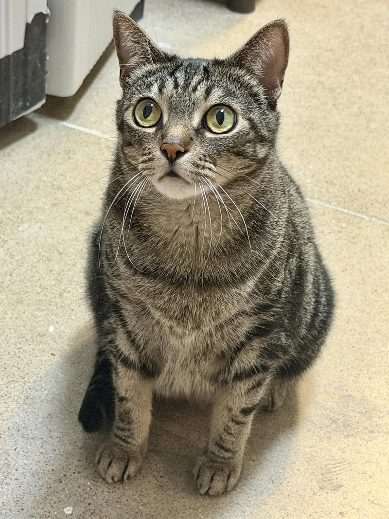 An adult medium-sized female Brown / Chocolate Domestic Short Hair cat named Geebee for adoption in Herndon, VA