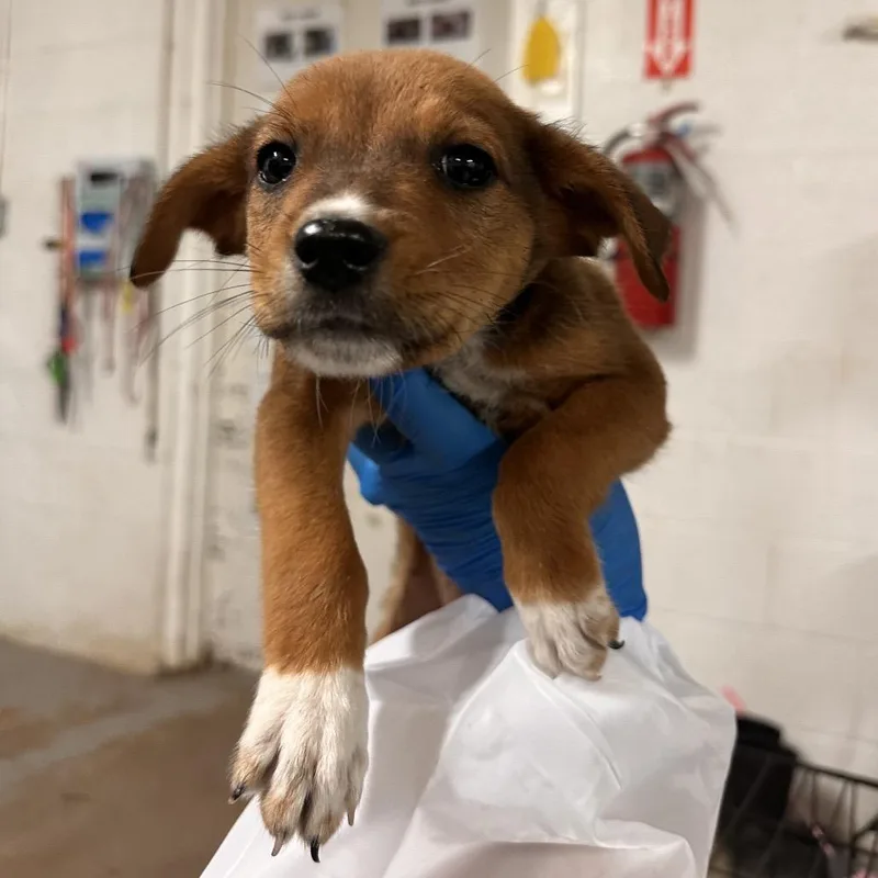 A baby small-sized female Brown / Chocolate Mixed Breed dog named Ringy for adoption in Edinburg, TX