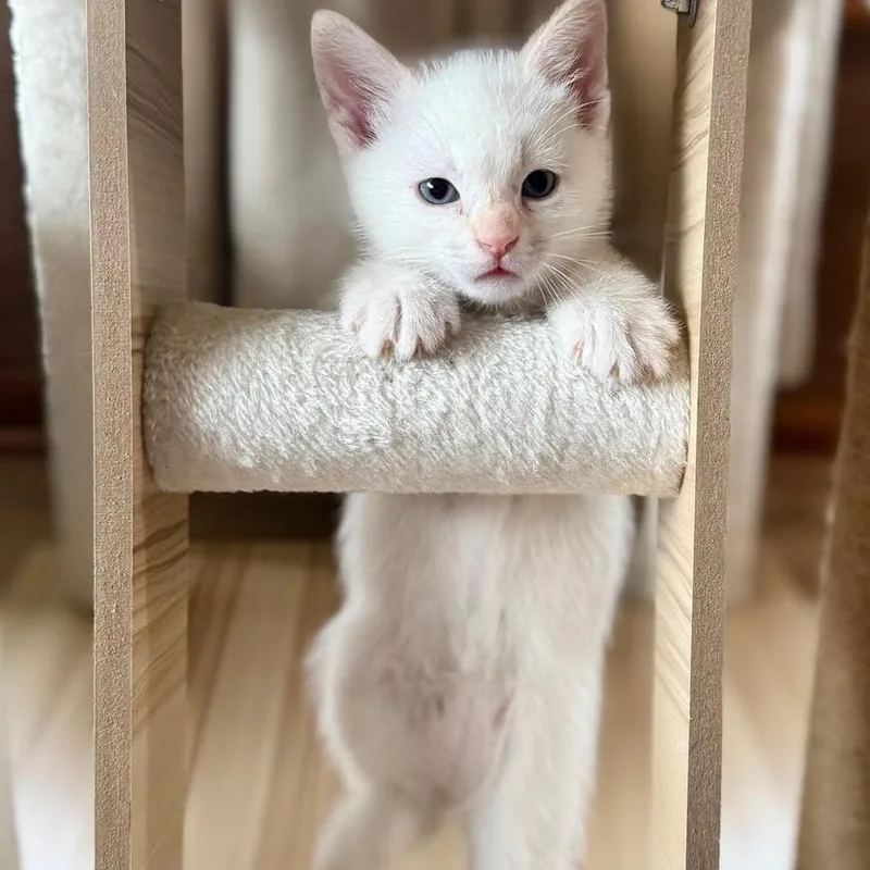 A baby medium-sized female White Domestic Short Hair cat named Lulu for adoption in Minneapolis, MN