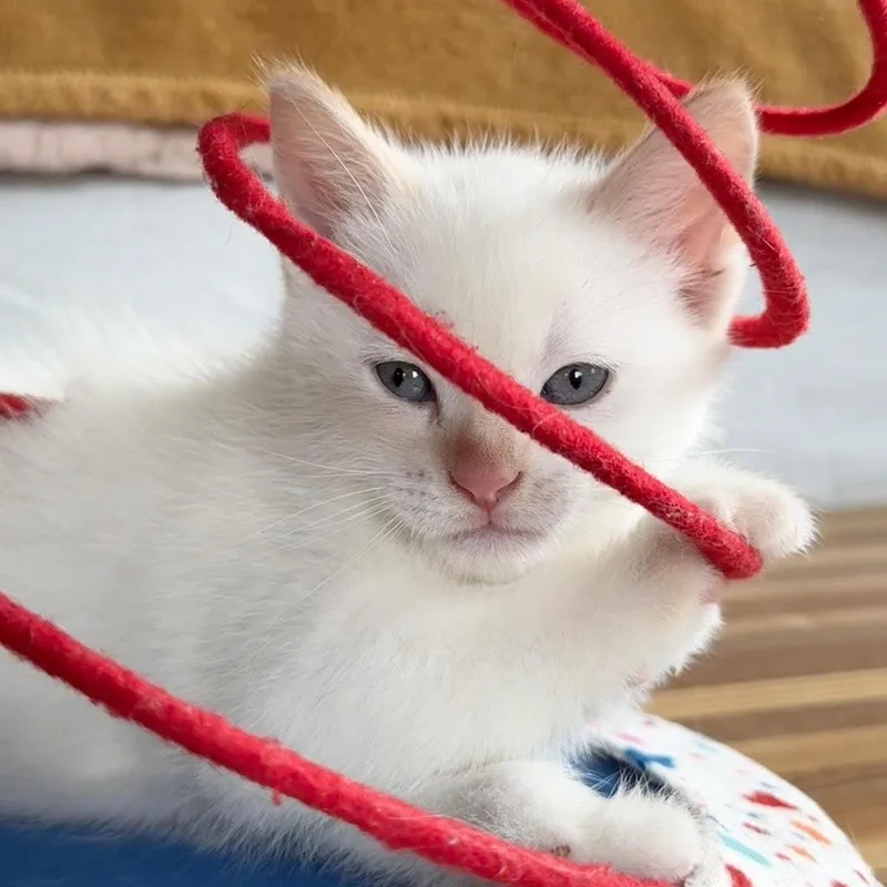 Lulu thumbnail 4