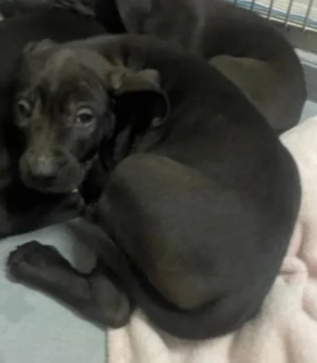 A baby large-sized male Black Pit Bull Terrier dog named Louis for adoption in Ashland, VA