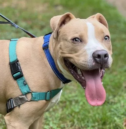 A young medium-sized male Apricot / Beige Pit Bull Terrier dog named Homer for adoption in Annapolis, MD