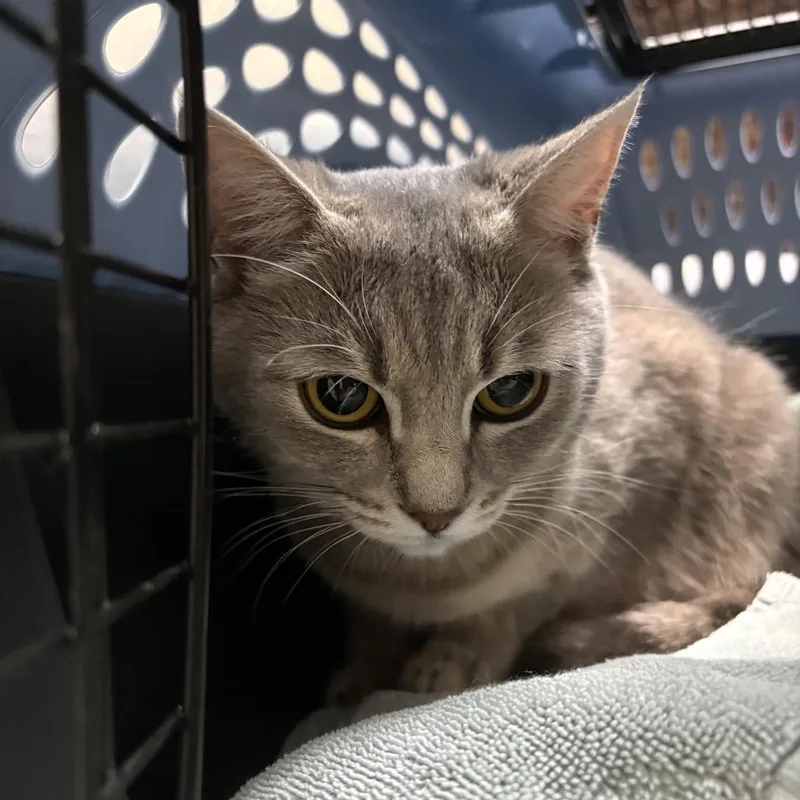 Fiona