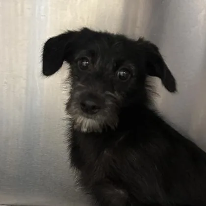 A young small-sized female Cardigan Welsh Corgi dog named Kelly for adoption in Merriam, KS