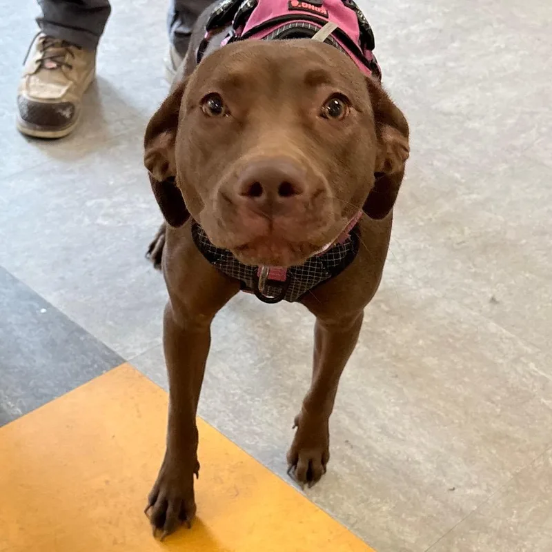 A young medium-sized female Brown / Chocolate Chocolate Labrador Retriever dog named Daisy for adoption in Philadelphia, PA