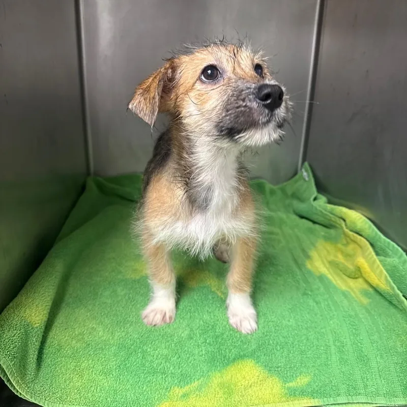 A baby medium-sized female Terrier dog named Iris for adoption in Danbury, CT