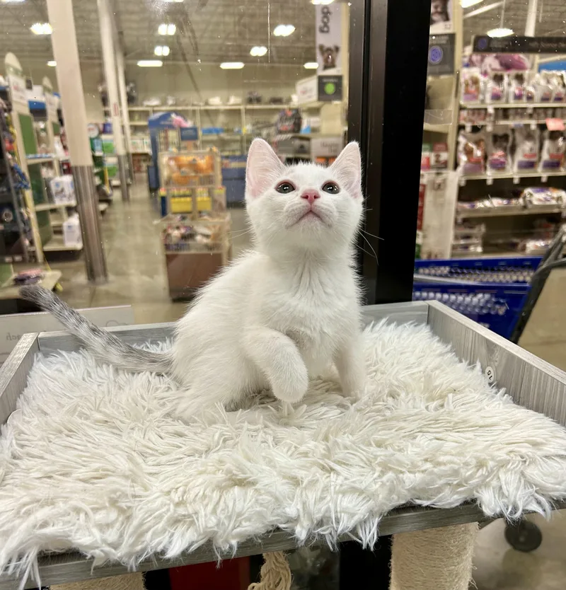 Sundance thumbnail 2