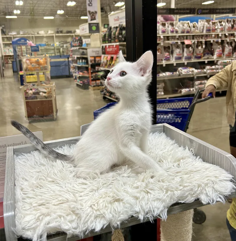 Sundance thumbnail 3