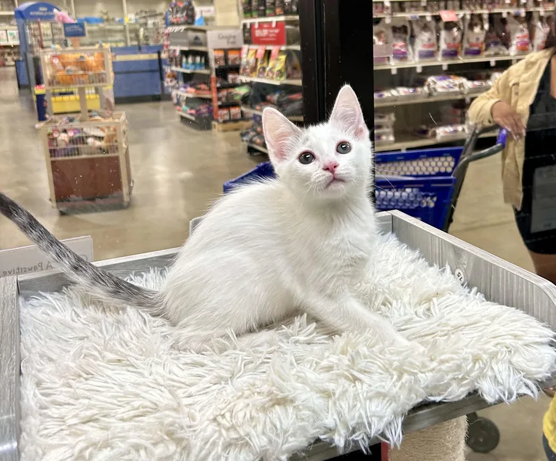 Sundance thumbnail 4