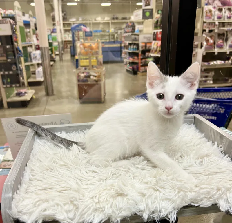 Sundance thumbnail 5