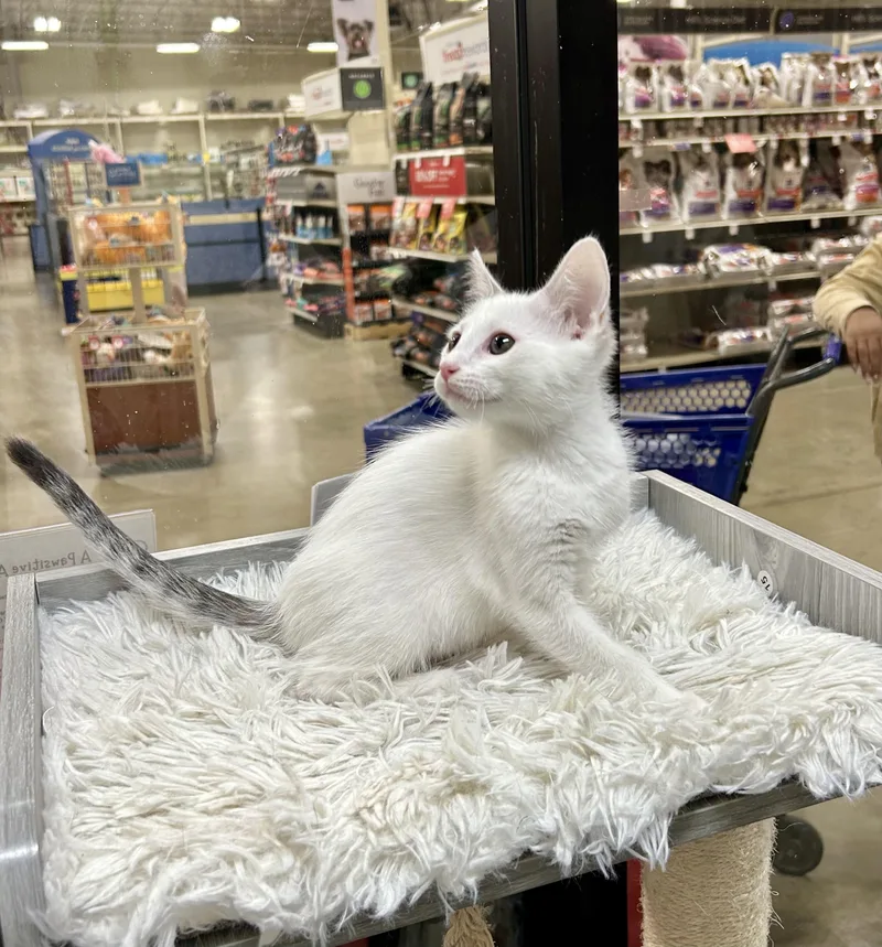 Sundance thumbnail 6