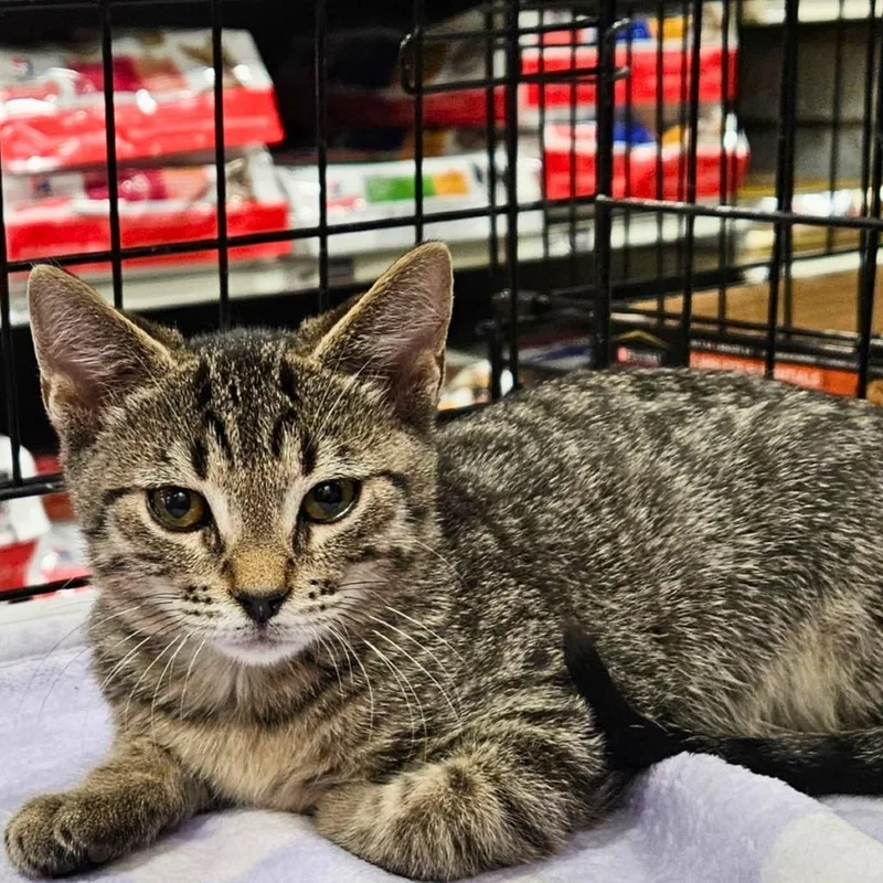 A baby small-sized male Brown / Chocolate Domestic Short Hair cat named Mocha for adoption in Springfield, IL