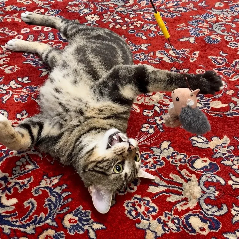 A young medium-sized male Tabby (Brown / Chocolate) Domestic Short Hair cat named Rocko for adoption in Brooklyn, NY