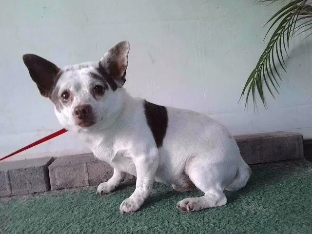 An adult medium-sized male Chihuahua dog named Donnie for adoption in Baldwin Park, CA