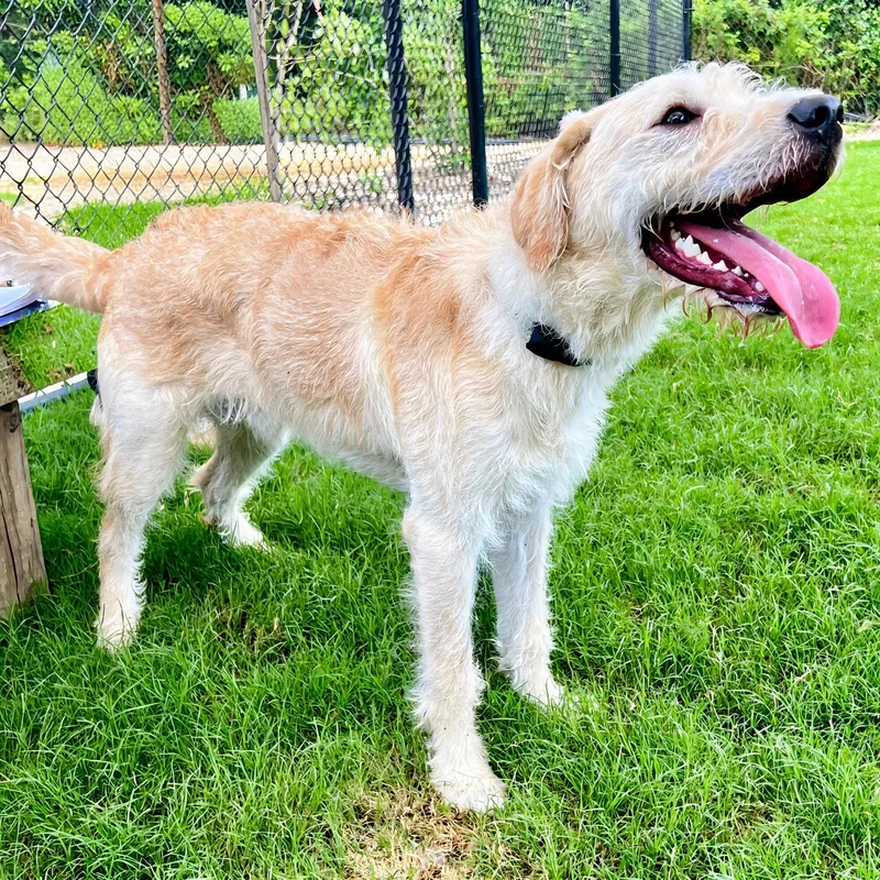 A young large-sized male German Wirehaired Pointer dog named Wiggy for adoption in Atlanta, GA