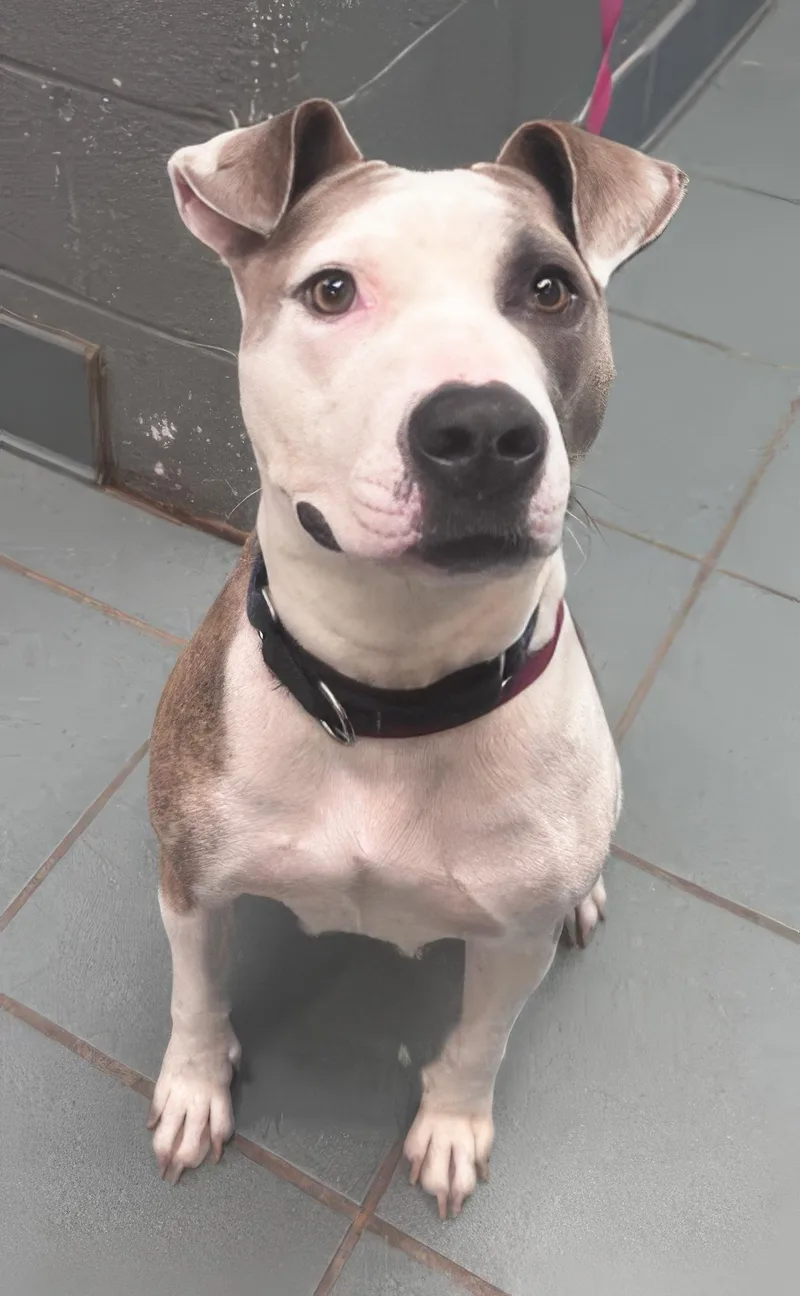 An adult medium-sized female Brown / Chocolate Mixed Breed dog named Mitzi for adoption in Nashville, TN