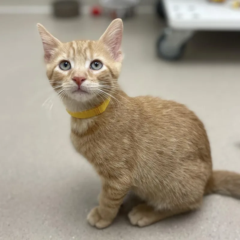 A baby small-sized male Orange / Red Domestic Short Hair cat named Cornbread for adoption in Champaign, IL