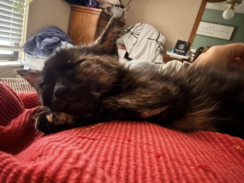 A baby small-sized female Tortoiseshell Domestic Short Hair cat named Kit Kat for adoption in Herculaneum, MO