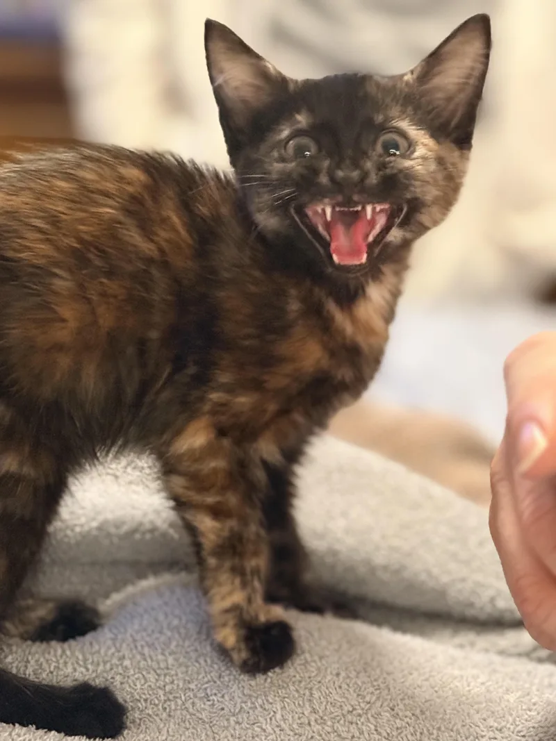 Kit Kat thumbnail 3