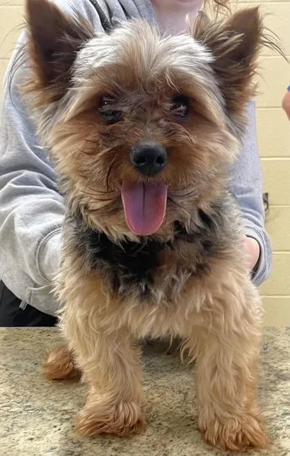 An adult small-sized male Yorkshire Terrier dog named Russell for adoption in Independence, MO