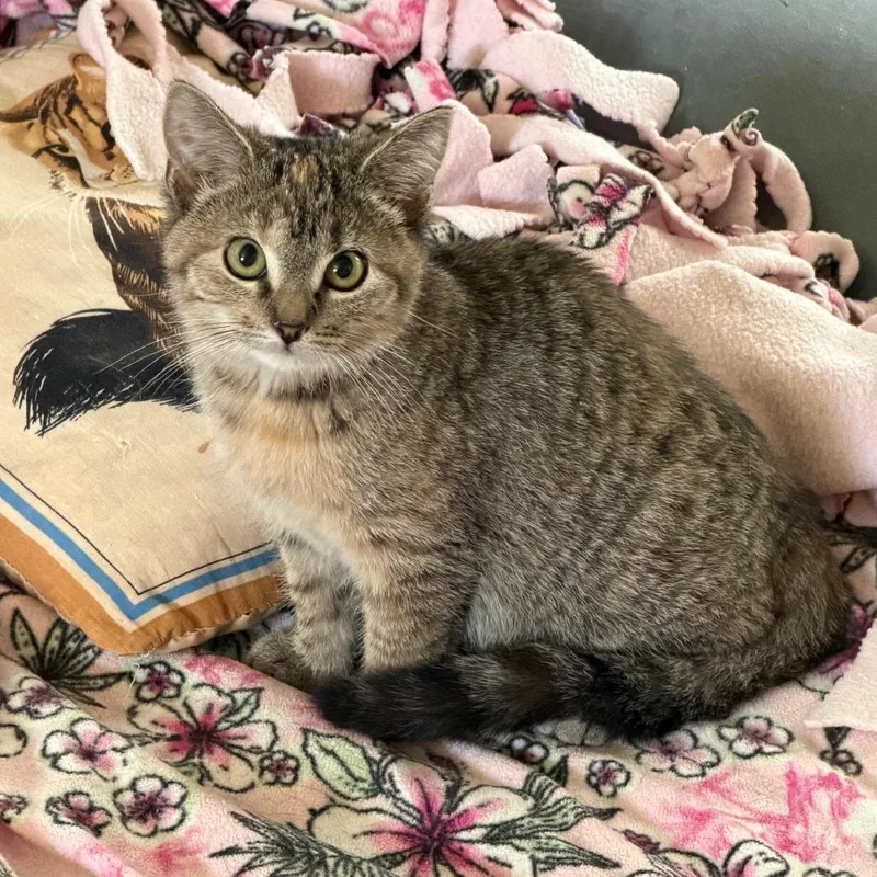 A baby small-sized female Torbie Domestic Short Hair cat named Dolly for adoption in Pittsburgh, PA