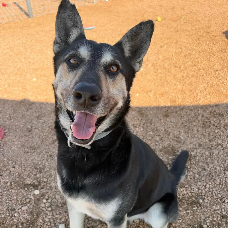 An adult medium-sized male Black German Shepherd Dog dog named Kcac . for adoption in Kerrville, TX