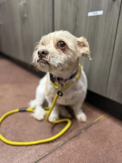 An adult small-sized male Shih Tzu dog named Sherwin for adoption in Aberdeen, SD