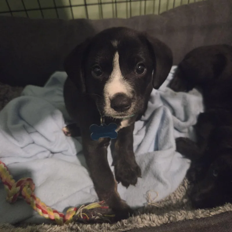A baby medium-sized male Black Labrador Retriever dog named Humphrey for adoption in Plainfield, IL