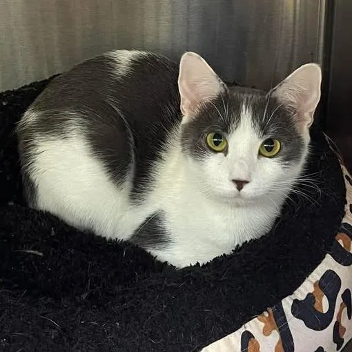 An adult medium-sized female White Domestic Short Hair cat named Sugar for adoption in Winthrop, ME