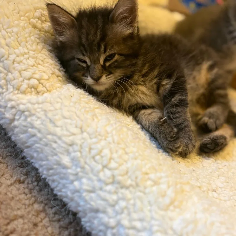 A baby small-sized male Brown / Chocolate Domestic Long Hair cat named Wattage for adoption in Incline Village, NV