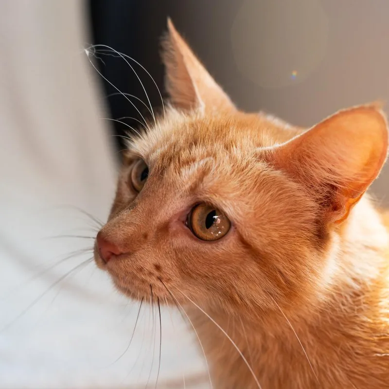 A young small-sized female Orange / Red Domestic Short Hair cat named Reba for adoption in Fulton, MO