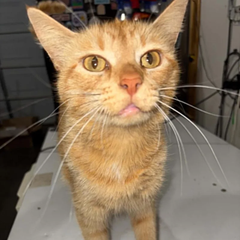 Reba thumbnail 4