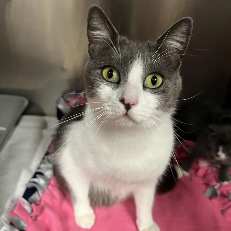 An adult medium-sized female White Domestic Short Hair cat named Windbreaker for adoption in Morgan Hill, CA