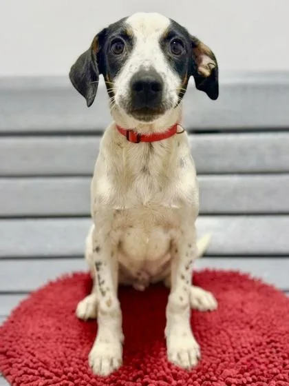 A baby medium-sized male Mixed Breed dog named Cillian for adoption in West Chester, PA