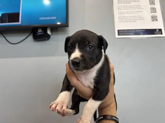 A baby small-sized female Pit Bull Terrier dog named Montana for adoption in Garland, TX