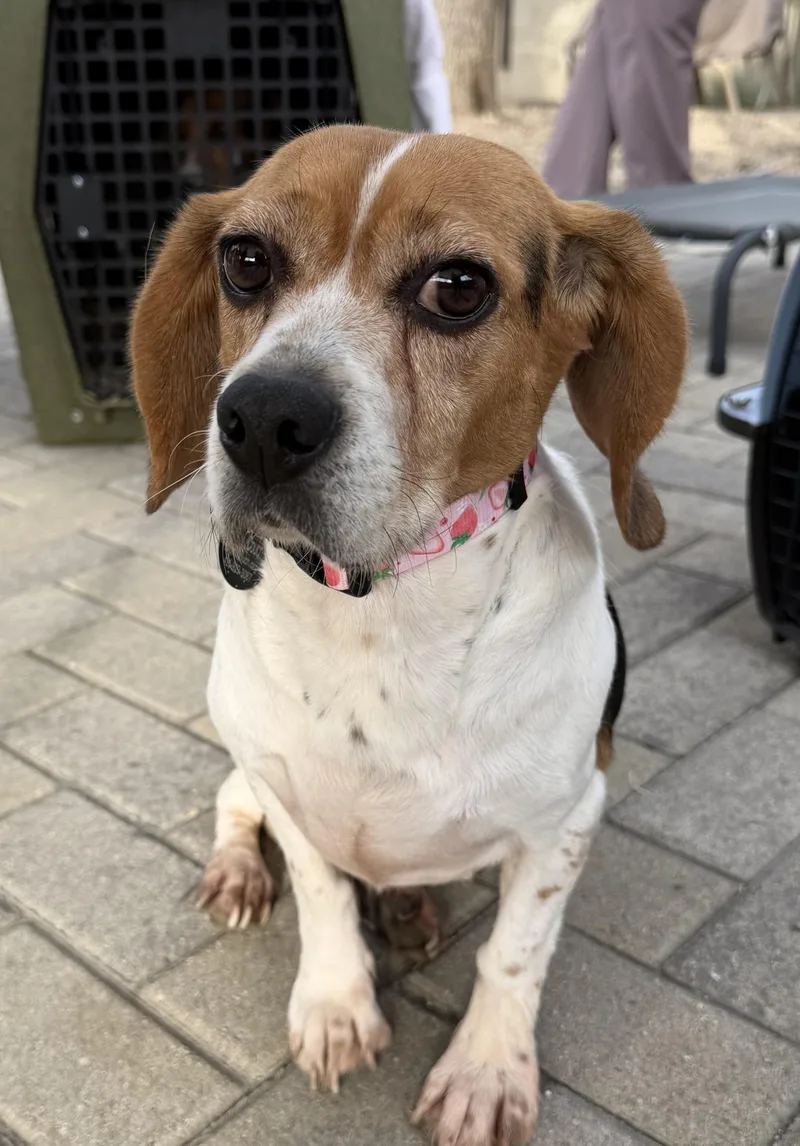 An adult small-sized female Tricolor (Brown, Black, & White) Beagle dog named Blanche for adoption in Anaheim, CA