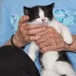 A baby small-sized male White Domestic Short Hair cat named Buster for adoption in Winchester, VA