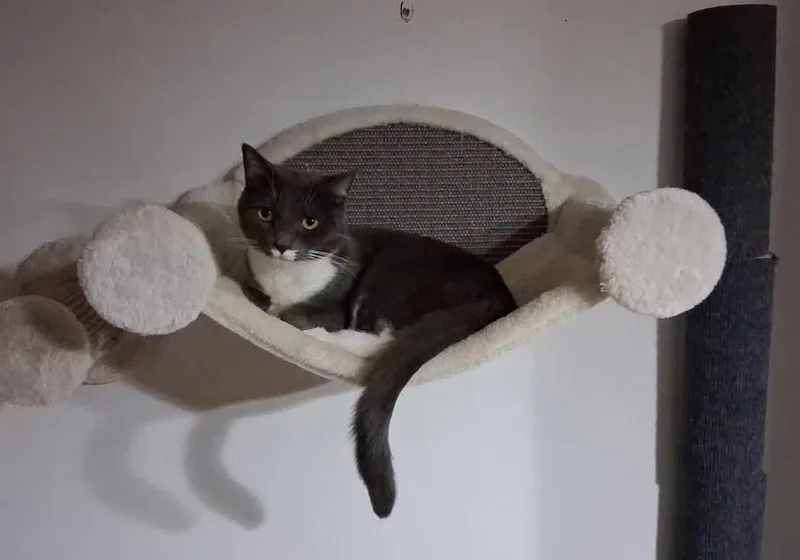 An adult medium-sized female Gray & White Domestic Short Hair cat named Hazelnut for adoption in Soddy Daisy, TN