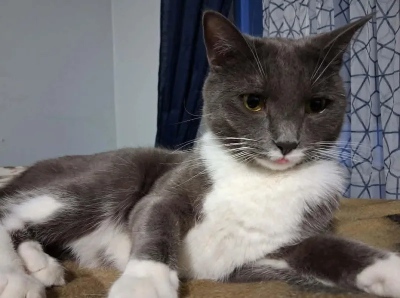 Hazelnut thumbnail 2