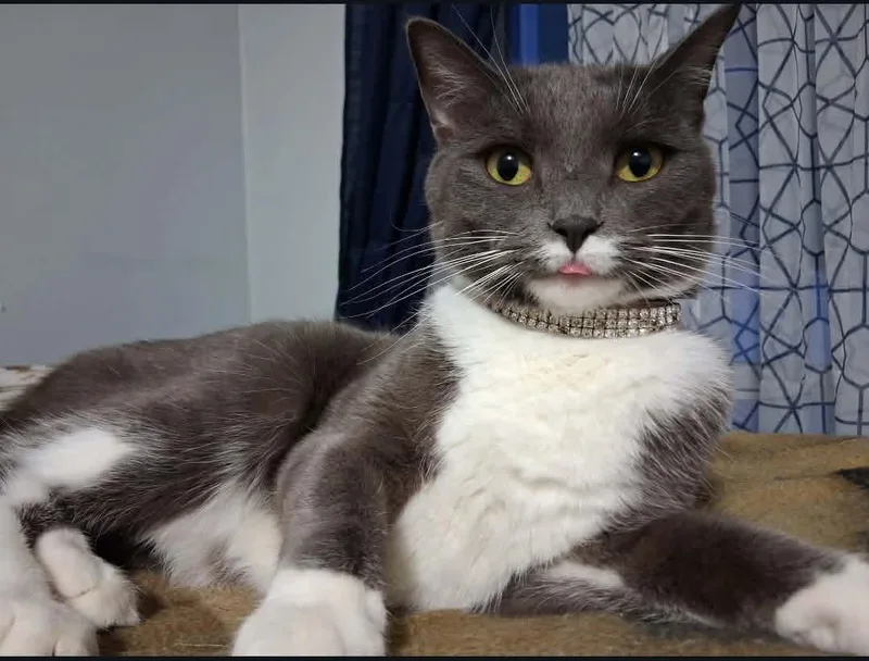 Hazelnut thumbnail 3