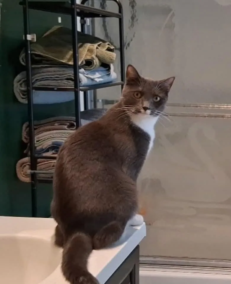 Hazelnut thumbnail 4