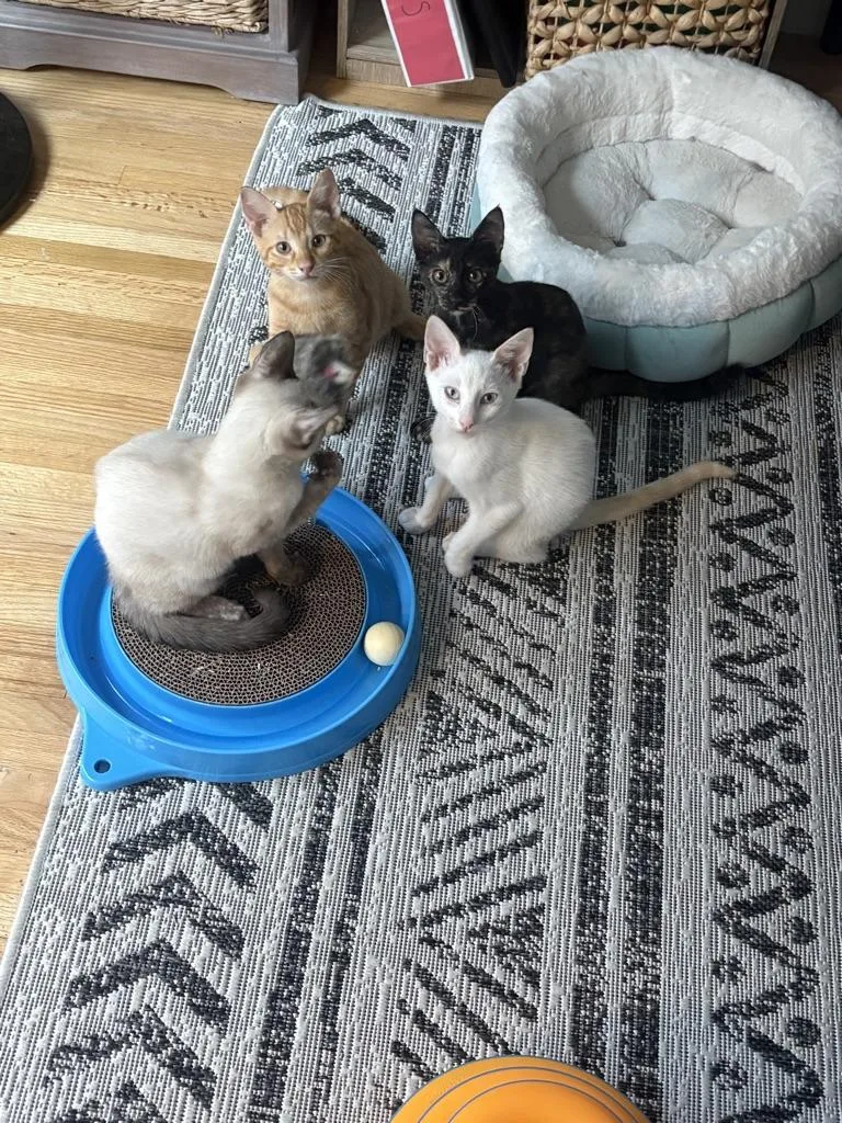 A young medium-sized female Buff / Tan / Fawn Domestic Short Hair cat named Daenerys for adoption in New York, NY