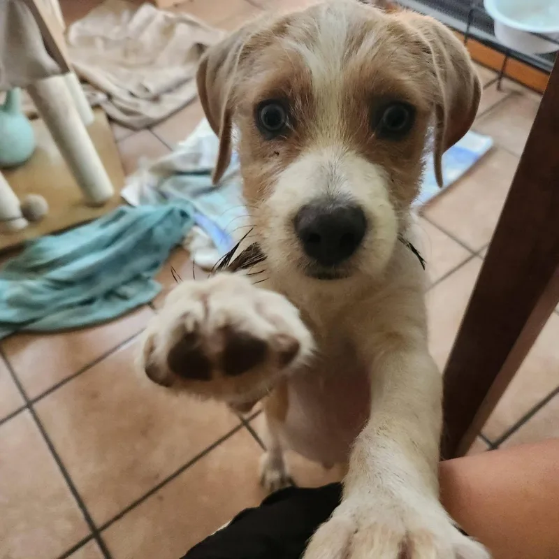 A baby medium-sized male Yellow / Tan / Blond / Fawn Beagle dog named Sparky for adoption in Racine, WI
