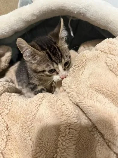 A baby small-sized male Tabby (Gray / Blue / Silver) Domestic Short Hair cat named Ryder for adoption in Liverpool, TX