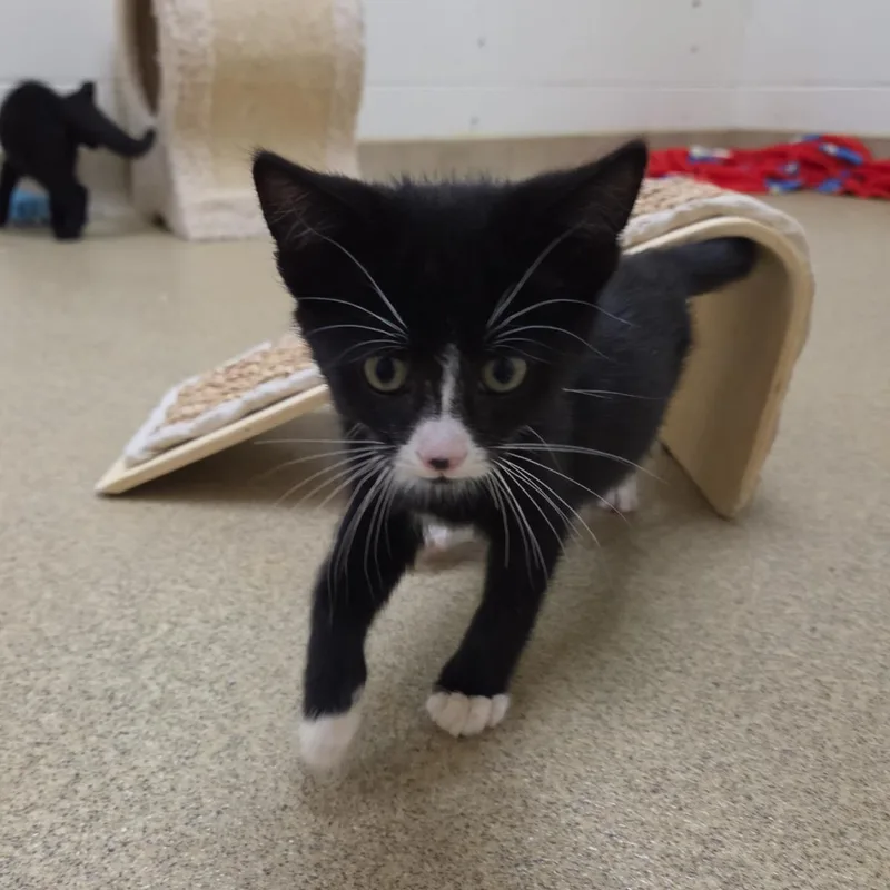 A baby small-sized male Domestic Short Hair cat named Caelum for adoption in Plover, WI
